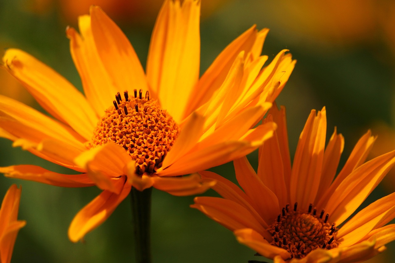 Yellow coneflowers blooming in a summer flower bed
