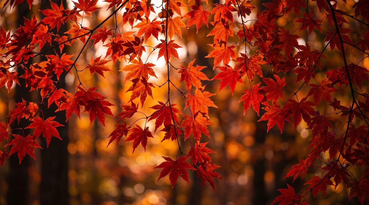 Red maple leaves on a branch in autumn